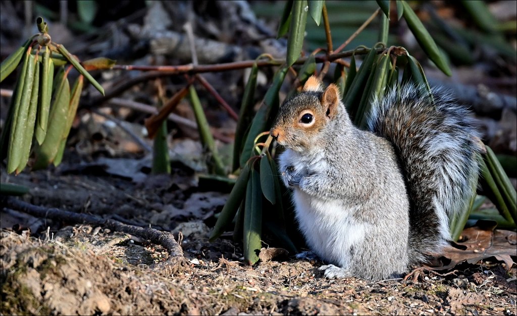 Mammals of New Jersey