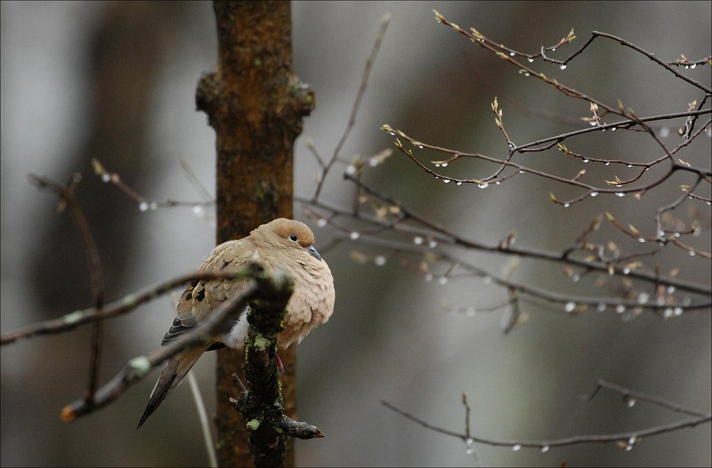 Mourning Dove