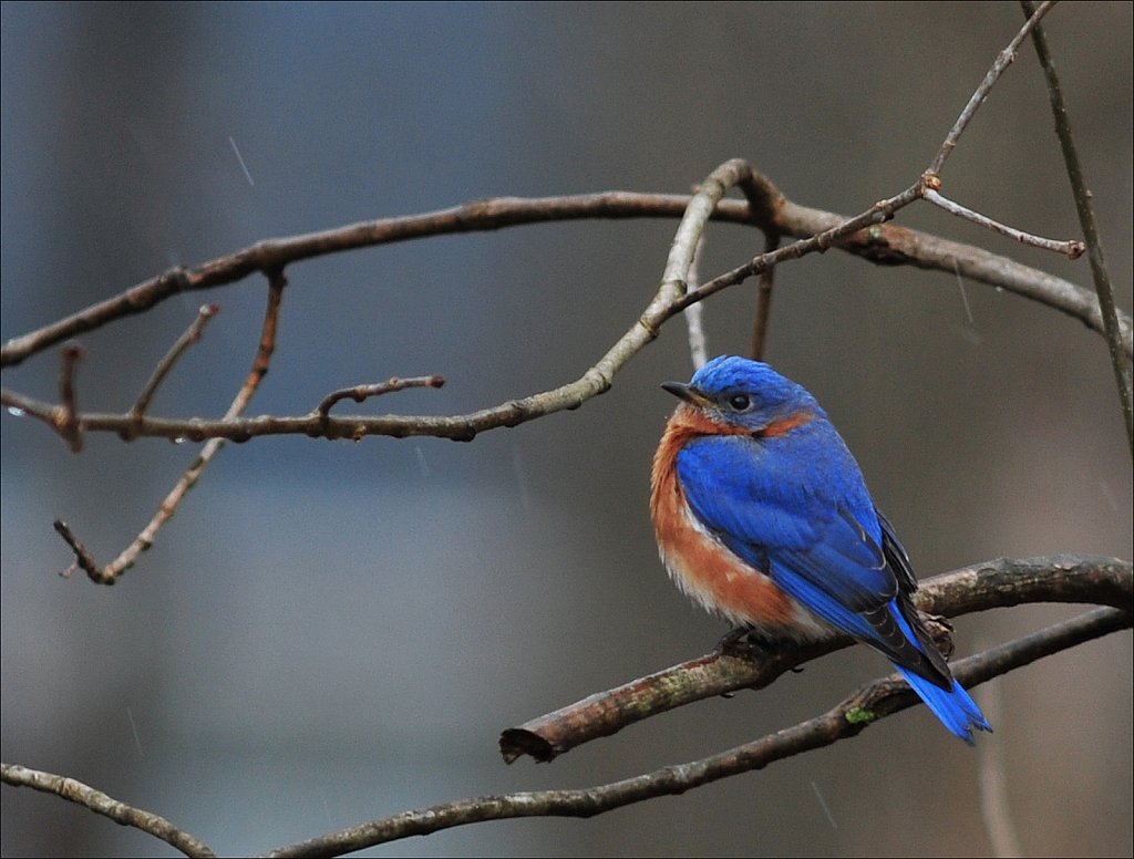 Eastern Bluebird