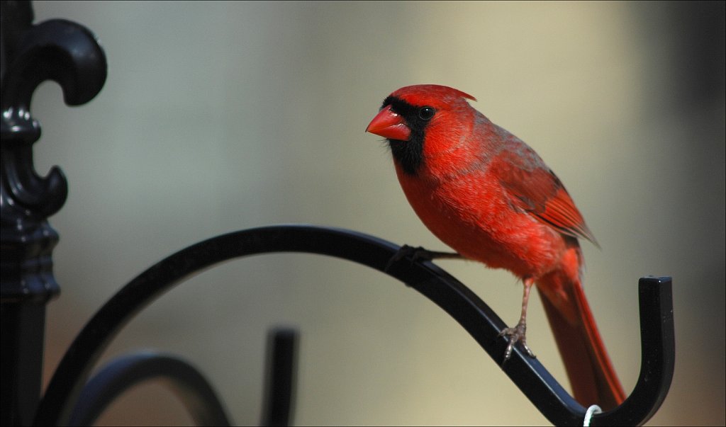 Northern Cardinal