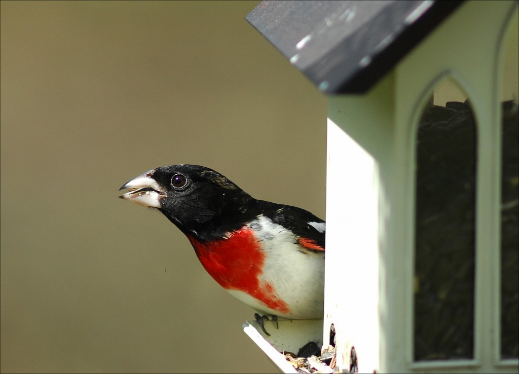 Rose-breasted Grosbeak