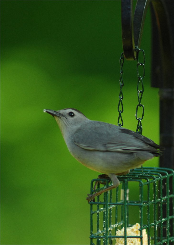 Gray Catbird