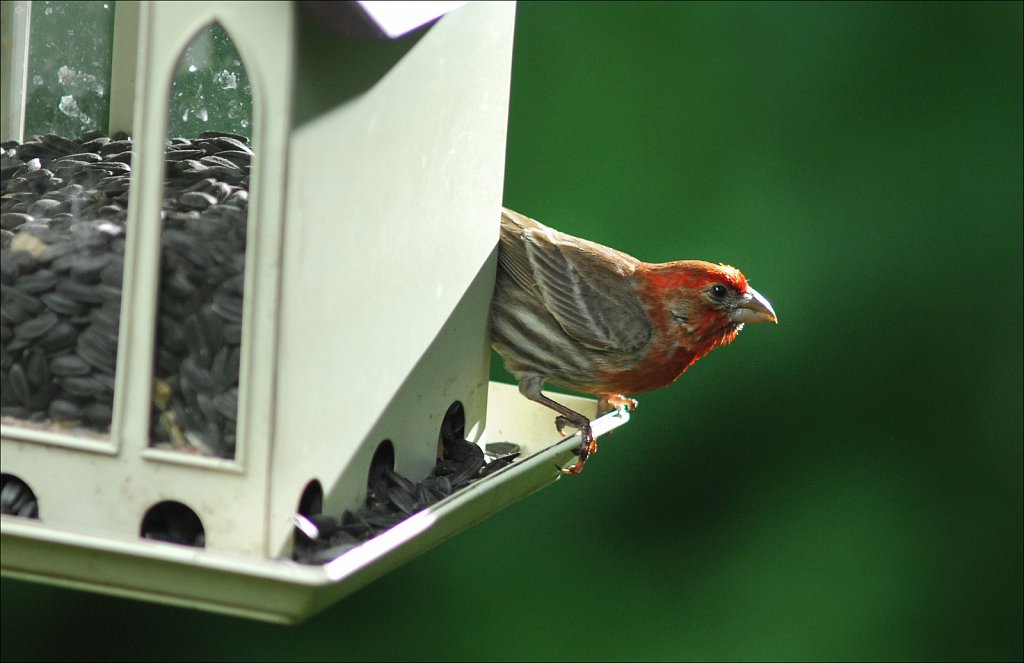 House Finch