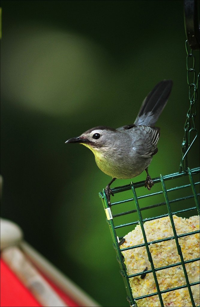 Grey Catbird