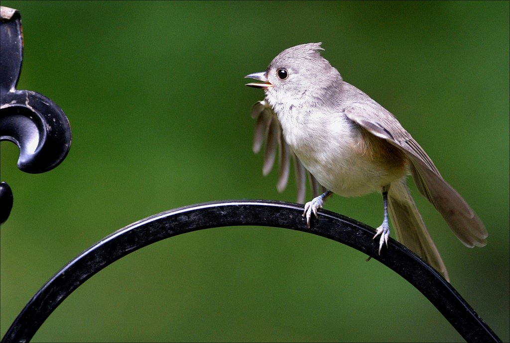 Tuffted Titmouse