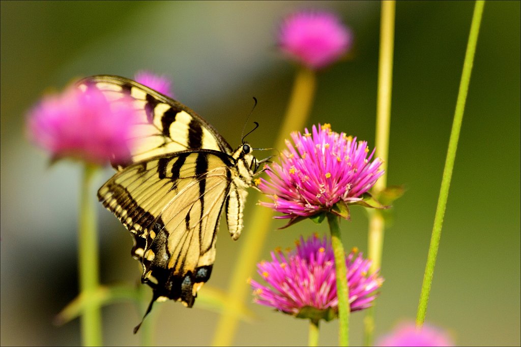 Eastern tiger swallowtail 