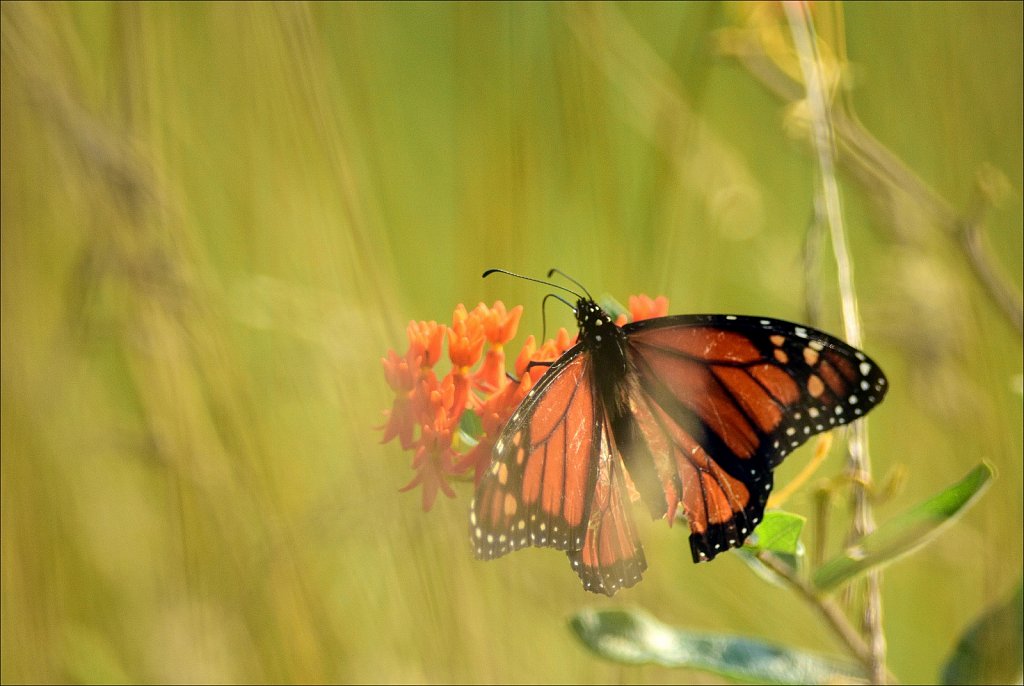 Monarch Butterfly 