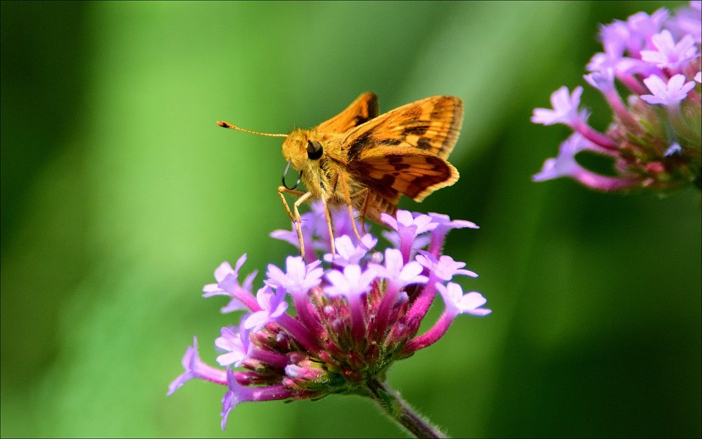 Zabalon Skipper