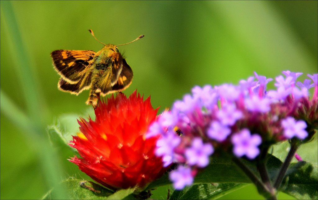 Zabalon Skipper