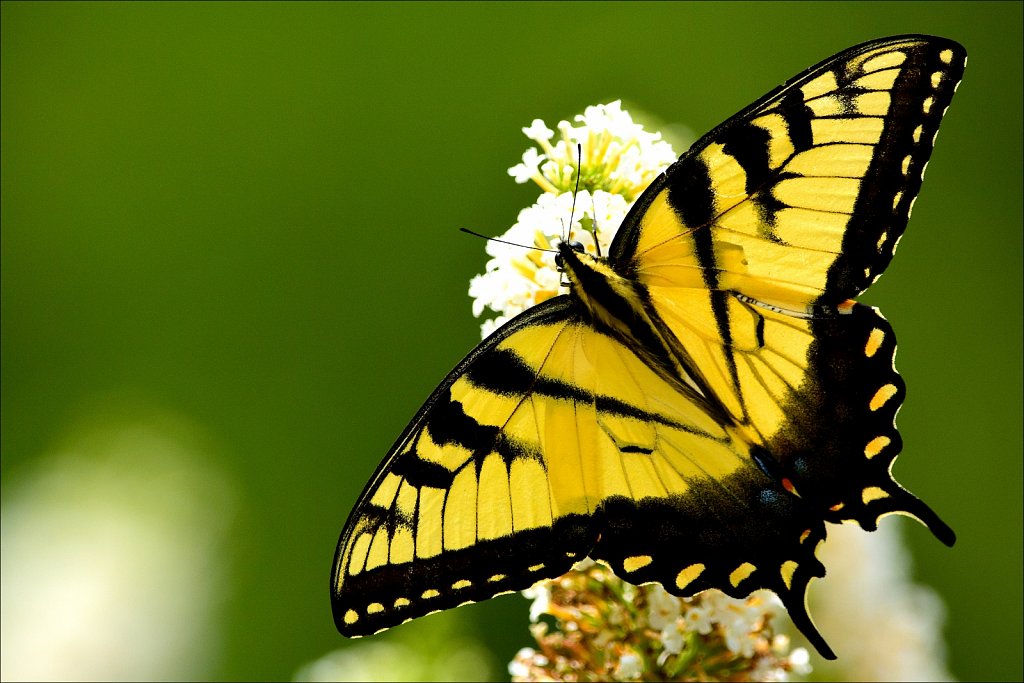 Eastern Tiger Swallowtail