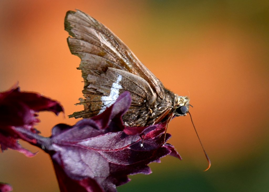 Silver-spotted Skipper