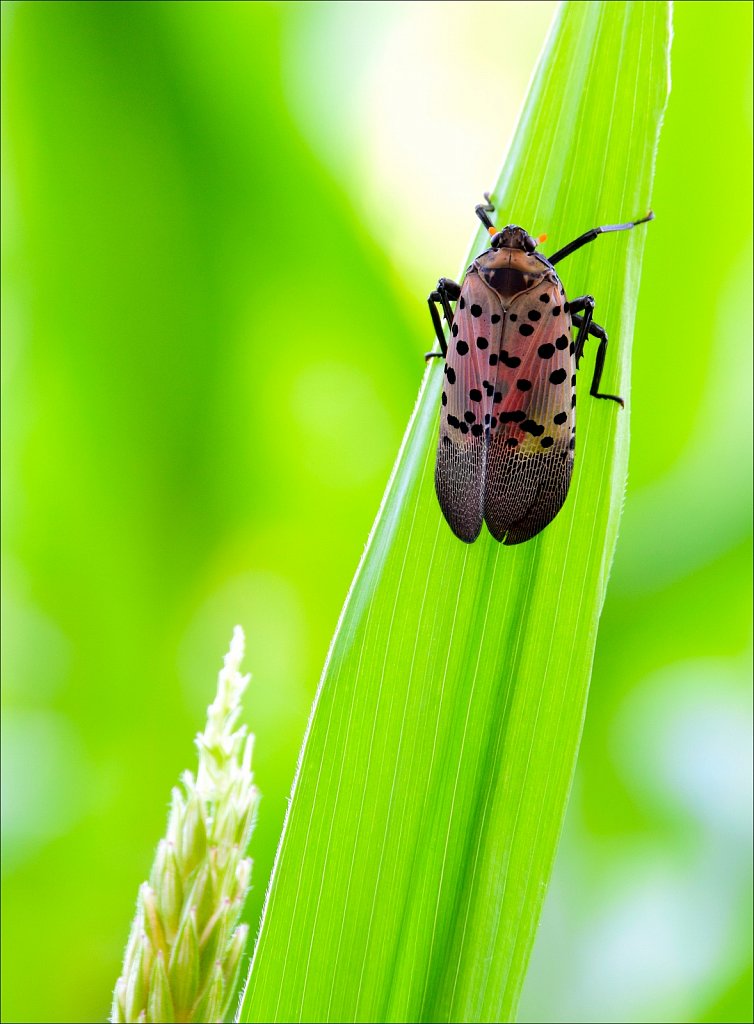 WARNING!! Spotted Lanernfly - NVASIVE