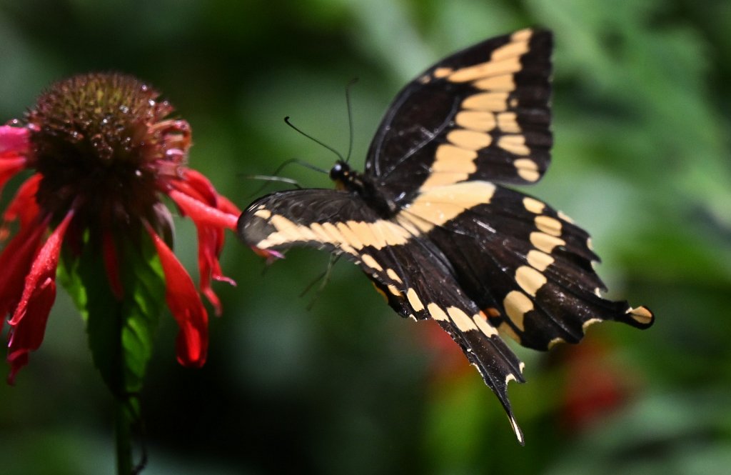 Giant Swallowtail 