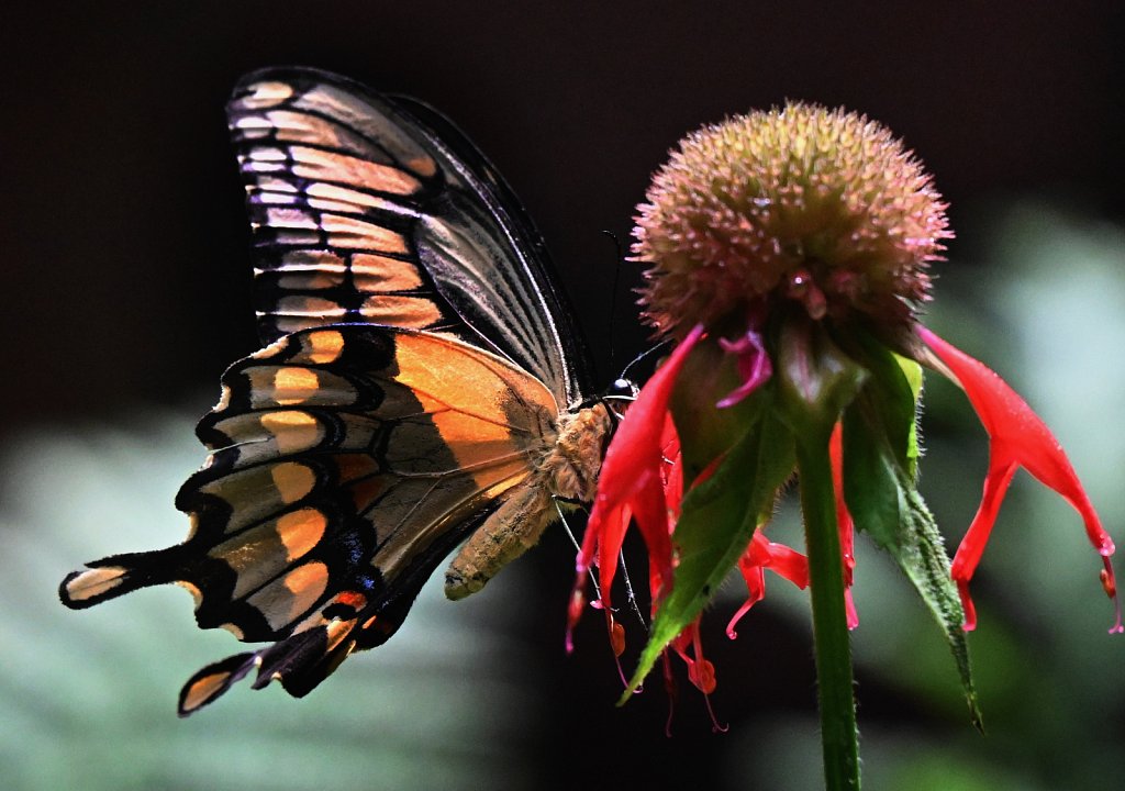Giant Swallowtail 