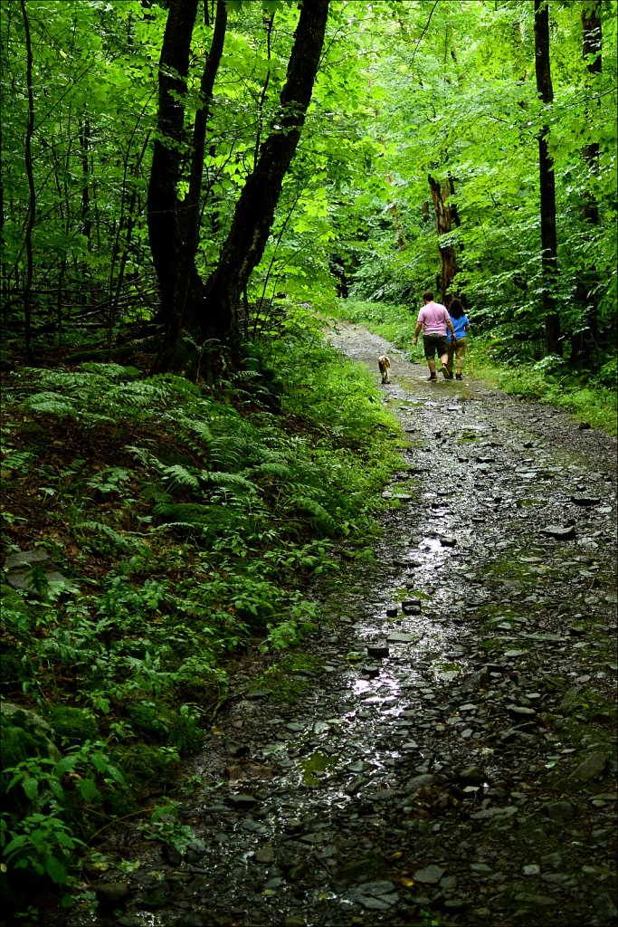 Trail To Trout Pond