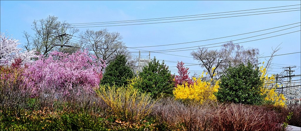 Branch Brook Park