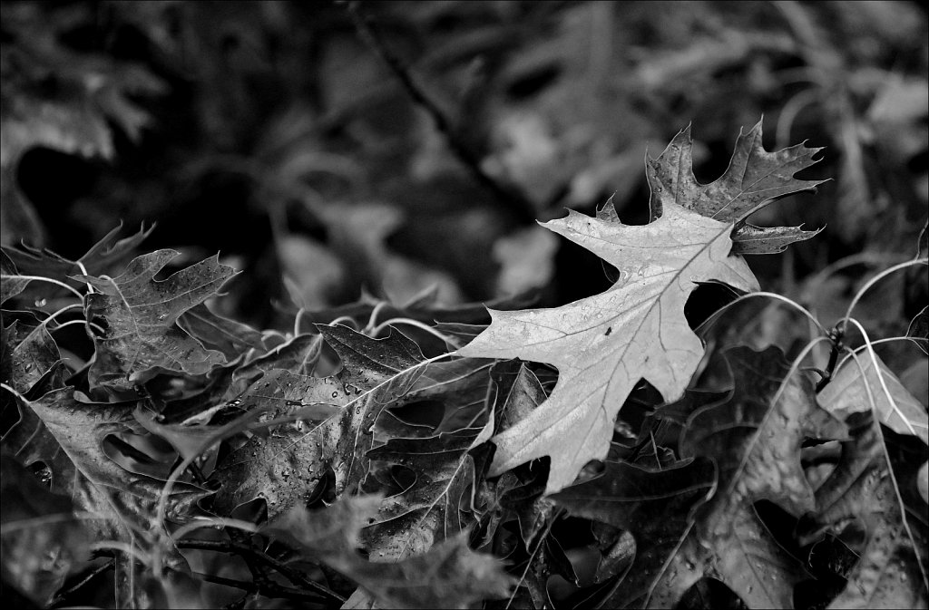 Oak