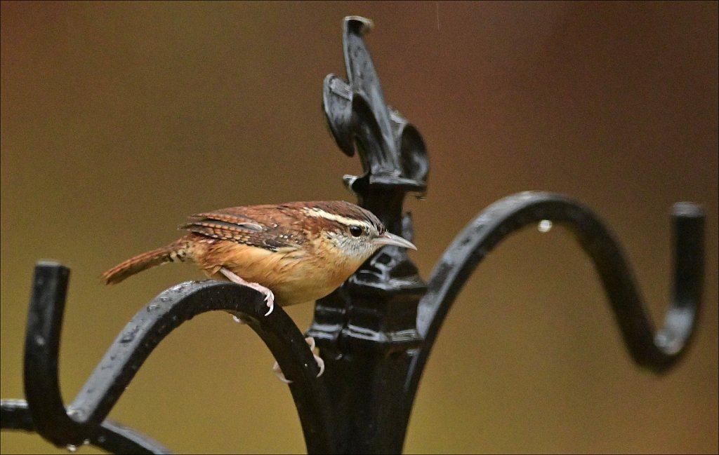 Carolina Wren