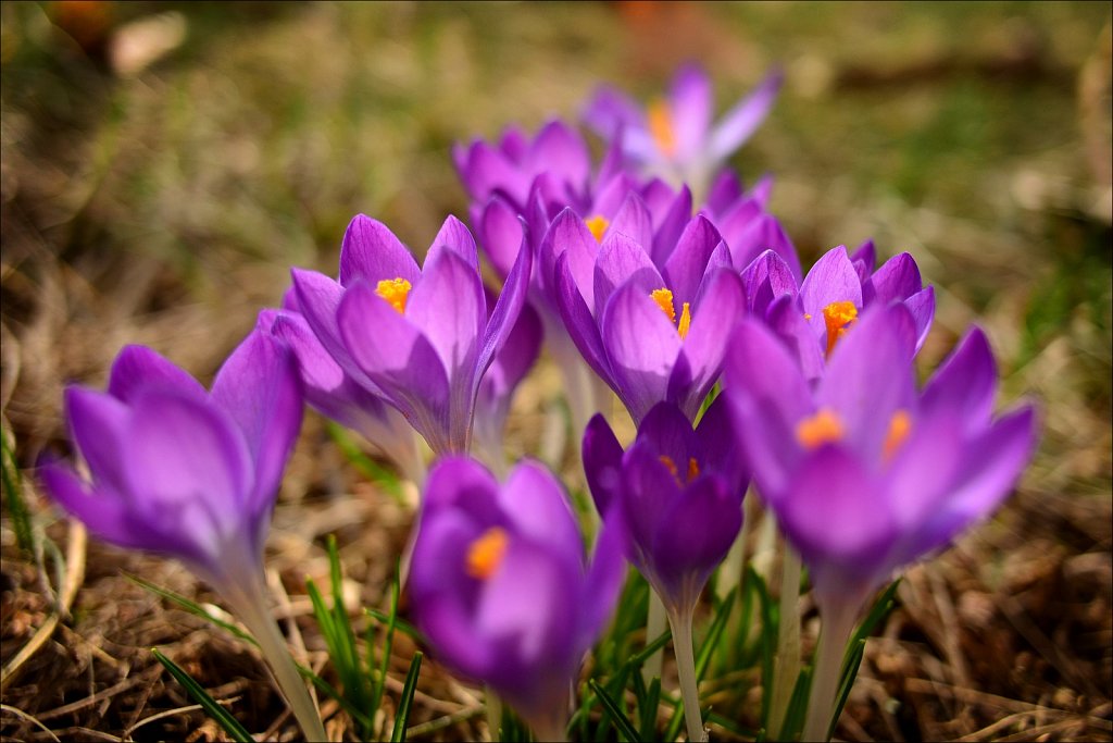 Crocus