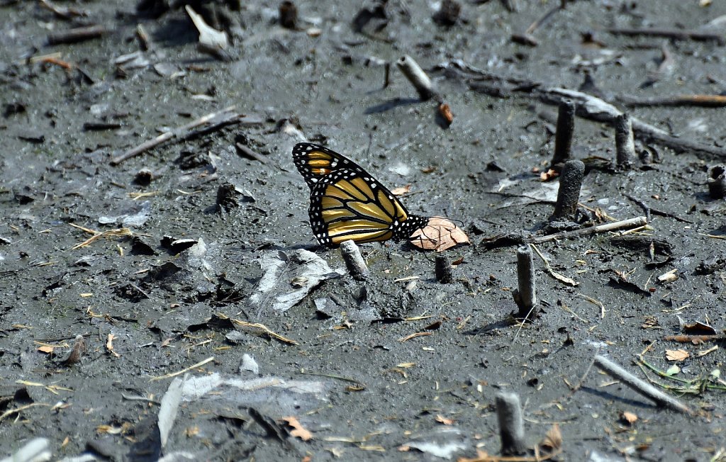 Butterflies And Moths of New Jersey