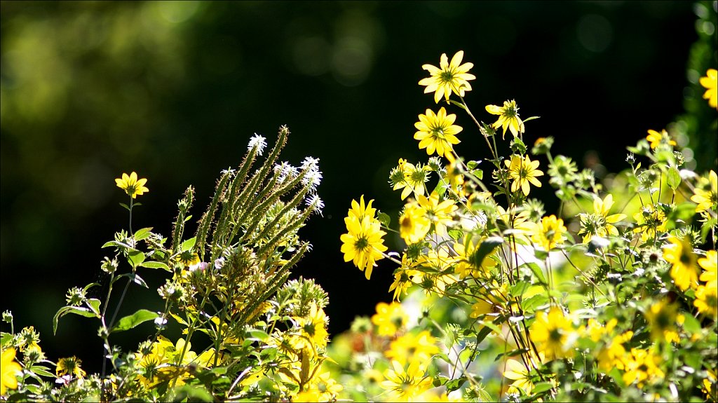 Williowwood Arboretum 