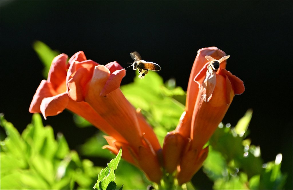 Willowwood Arboretum