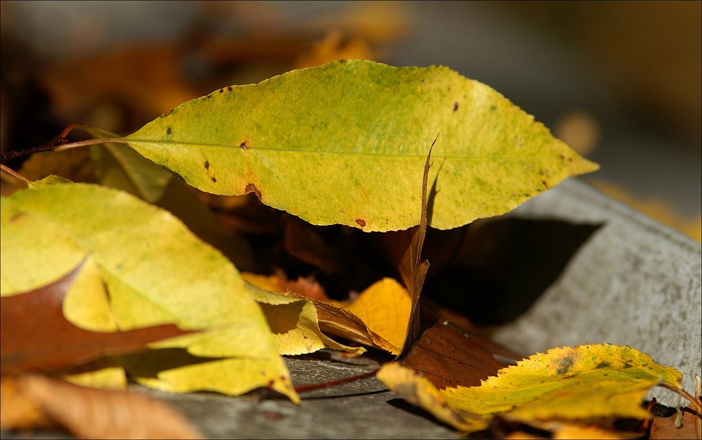 Autumn 2022