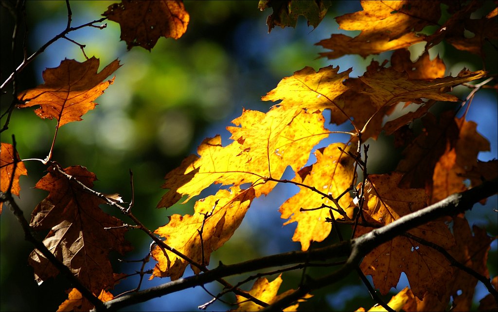 Autumn 2022