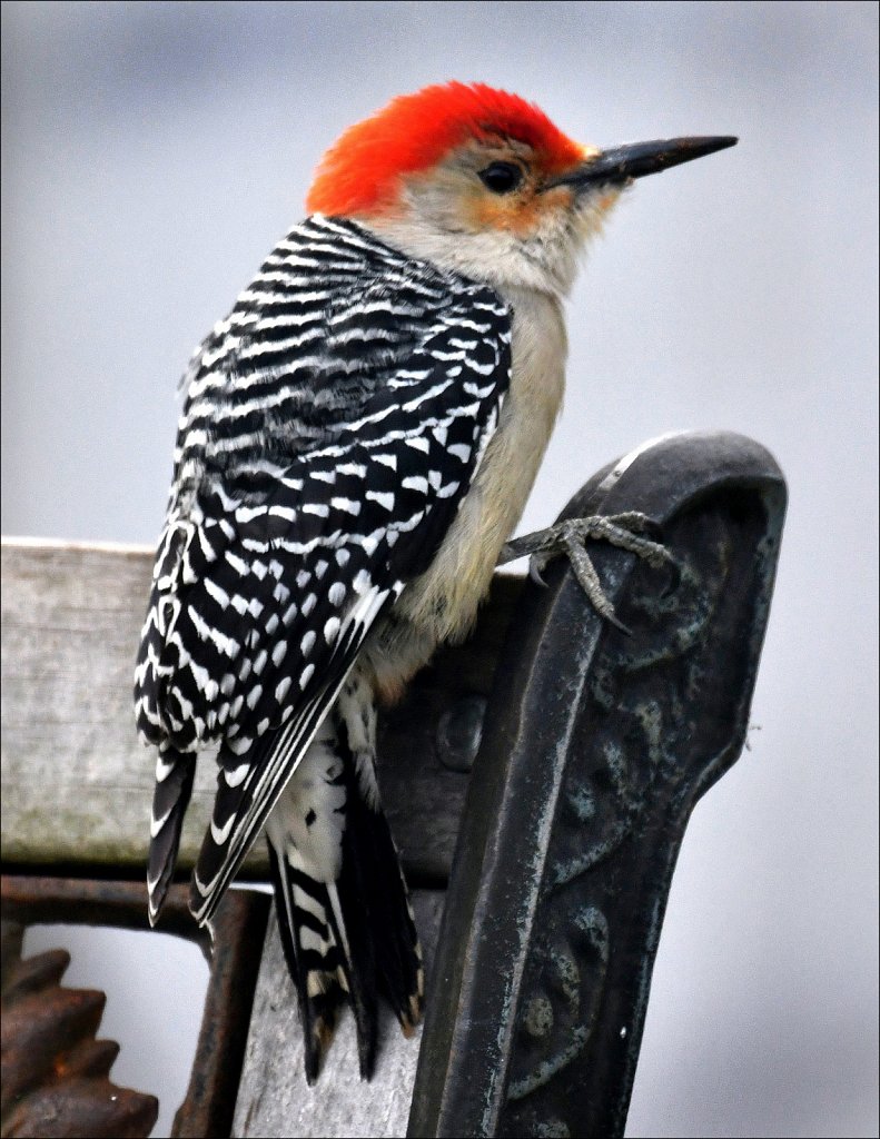 Red-Bellied-Woodpecker-2858-copy.jpg