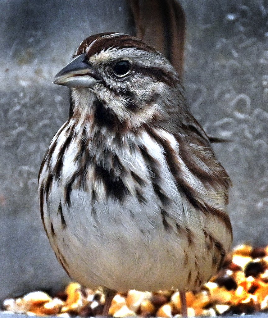 Vesper-Sparrow-RGZ-6425-copy.jpg