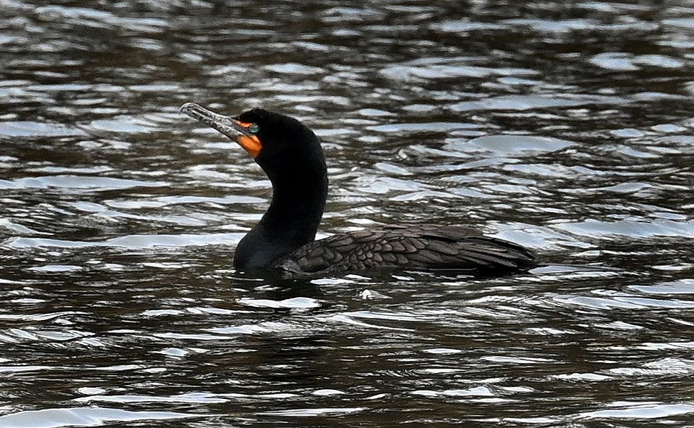 Double-Crested-Cormorant-7333.JPG