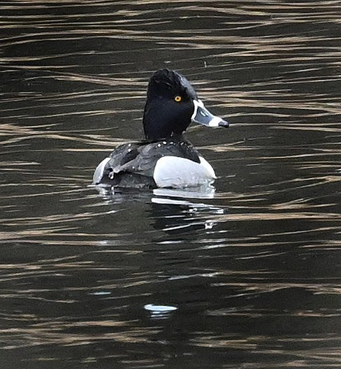 Ring-Necked-Duck-7322.JPG