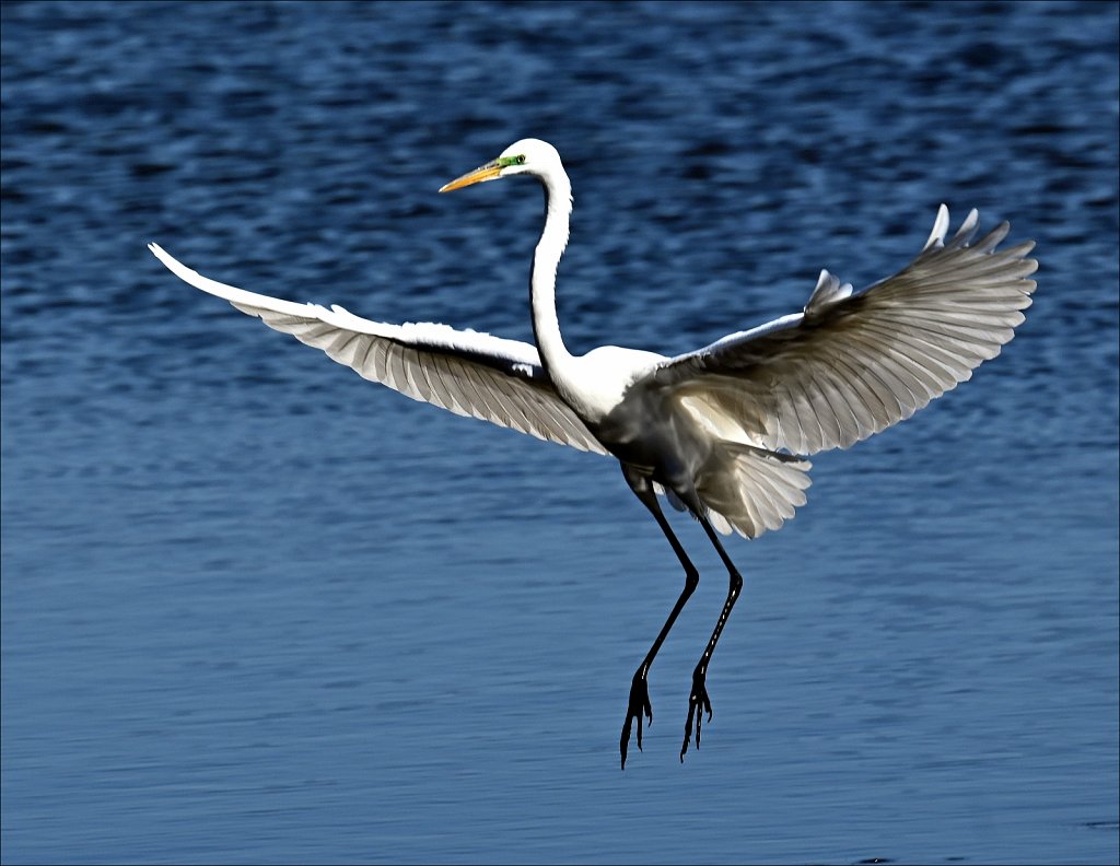 Great Egret with Green Breeding Mask