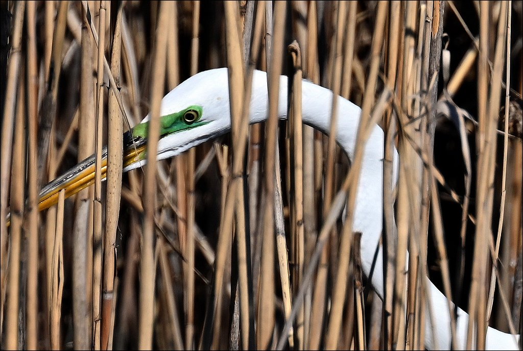 Great Egret with Green Breeding Mask