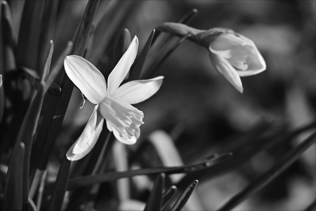 Daffodil