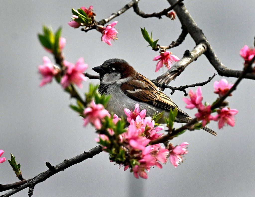 Sparrow In Peach Tree