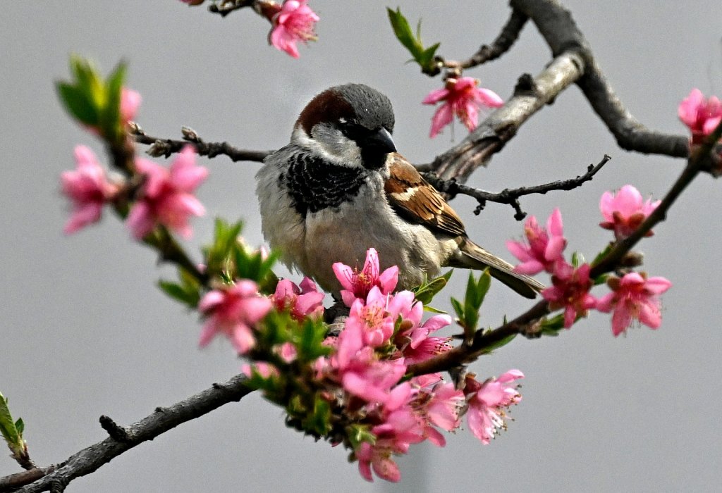 Sparrow In Peach Tree
