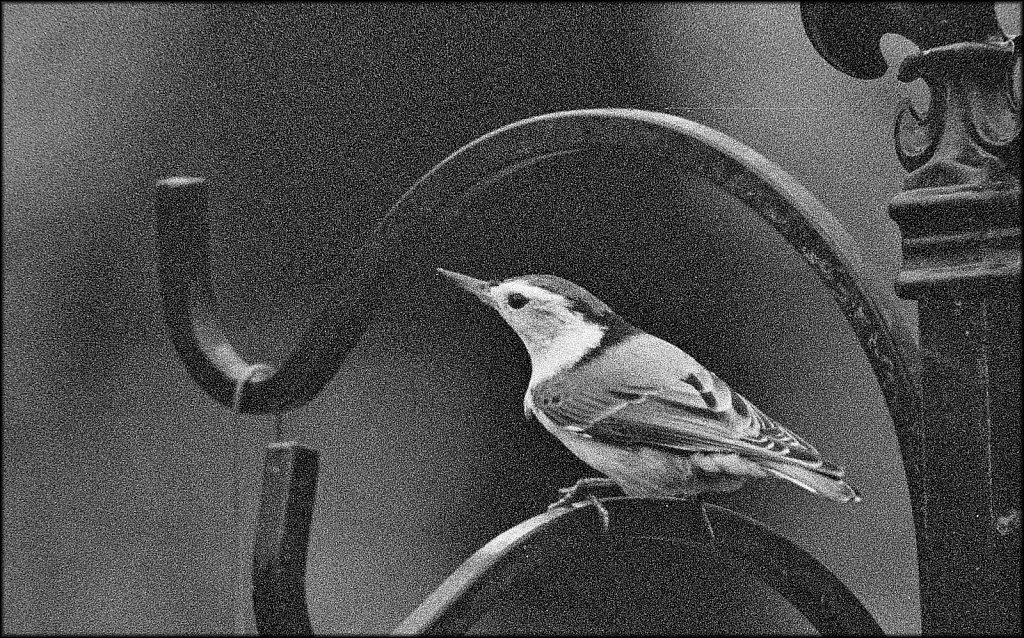 White Breasted Nuthatch 