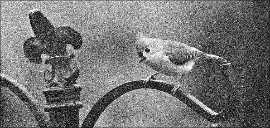 Tufted Titmouse