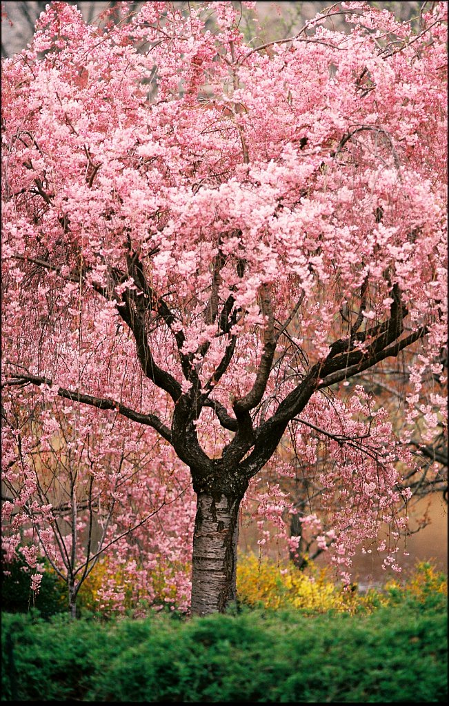 Branch Brook Park