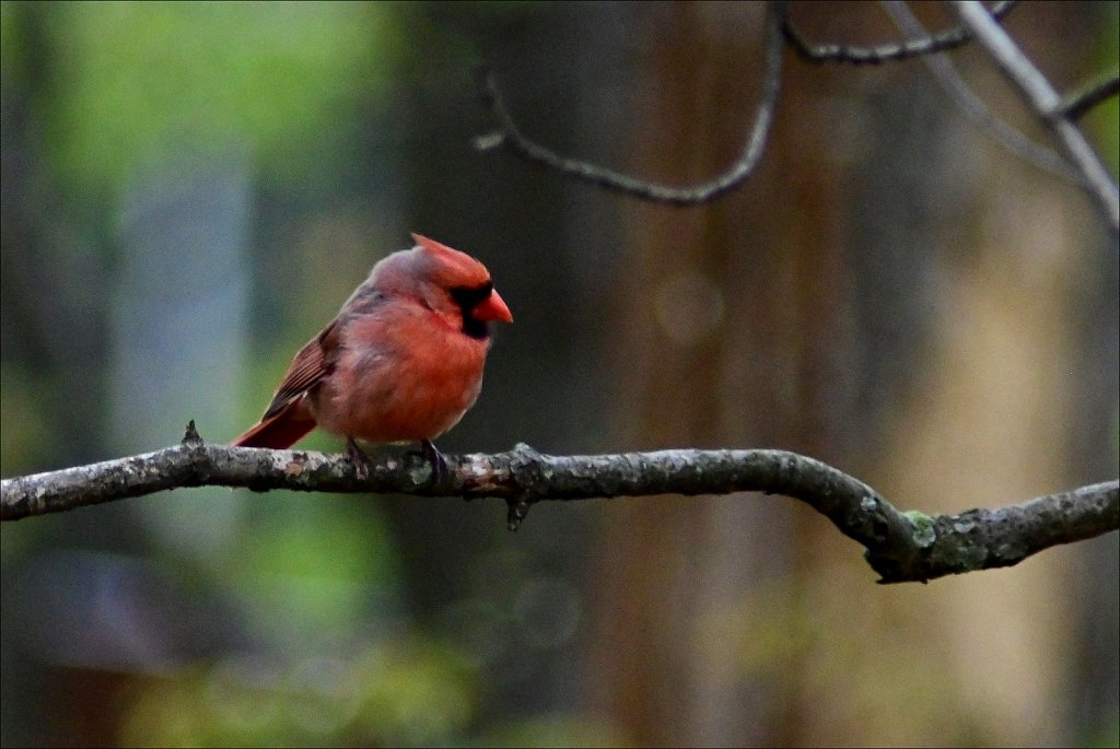 Cardinal