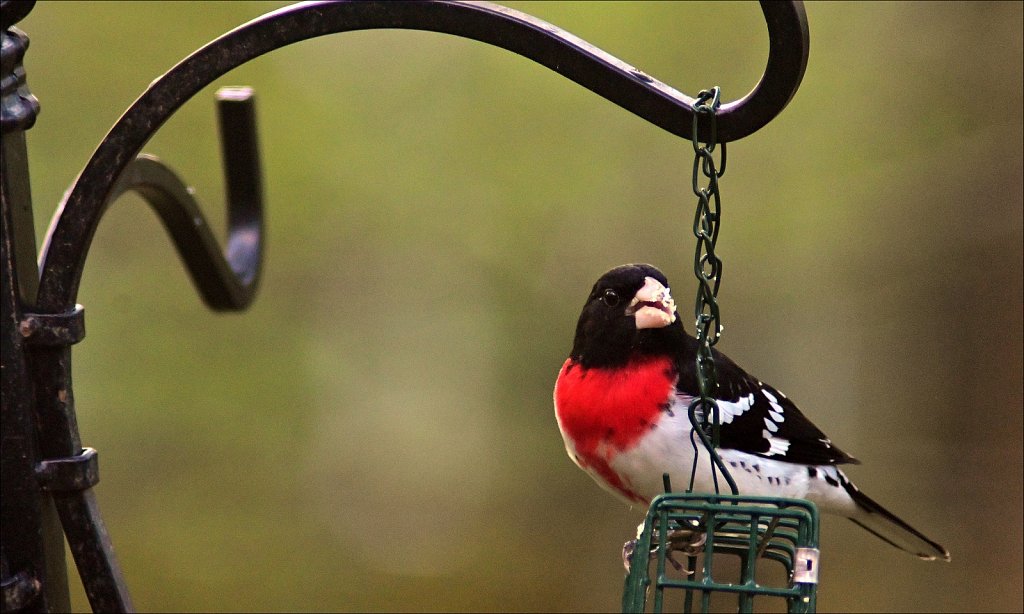 Rose Breasted Grosbeak 