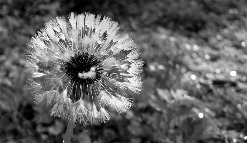 Project Black and White
