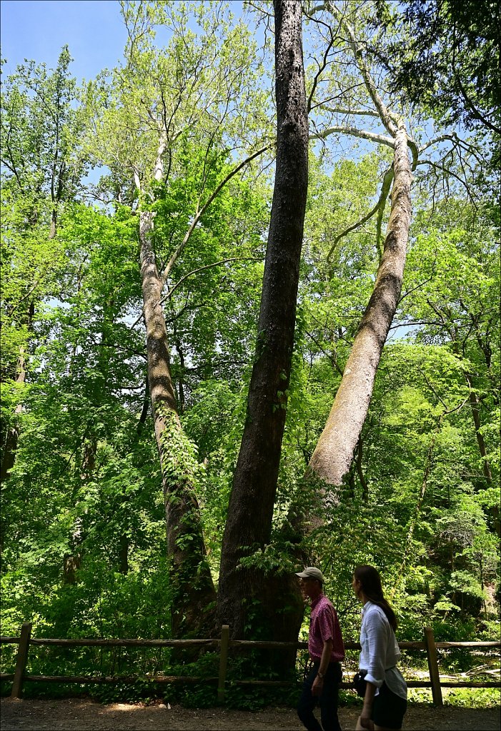 Thomas Mill Covered Bridge