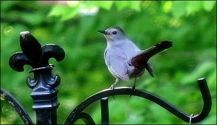 Gray Catbird