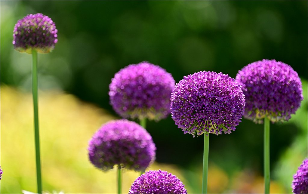 THE FRELINGHUYSEN ARBORETUM