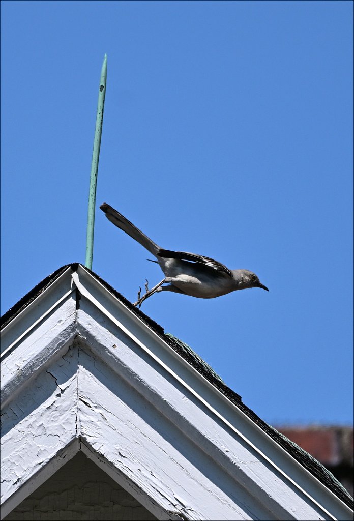 Mocking Bird at The Frelinghuysen Arboretum 