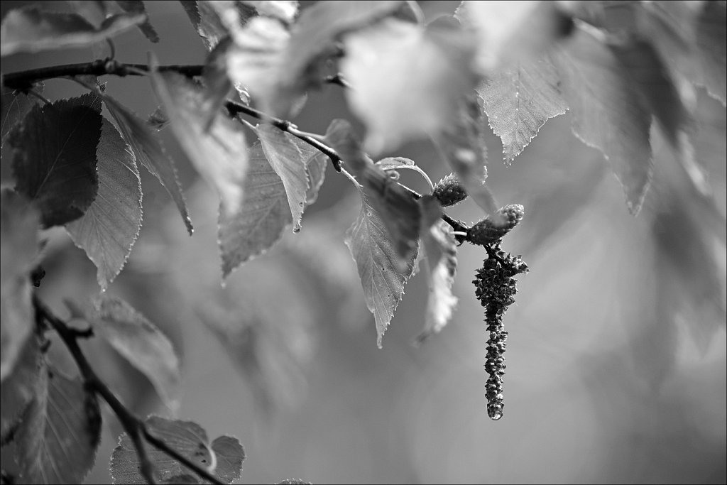 Project Black and White