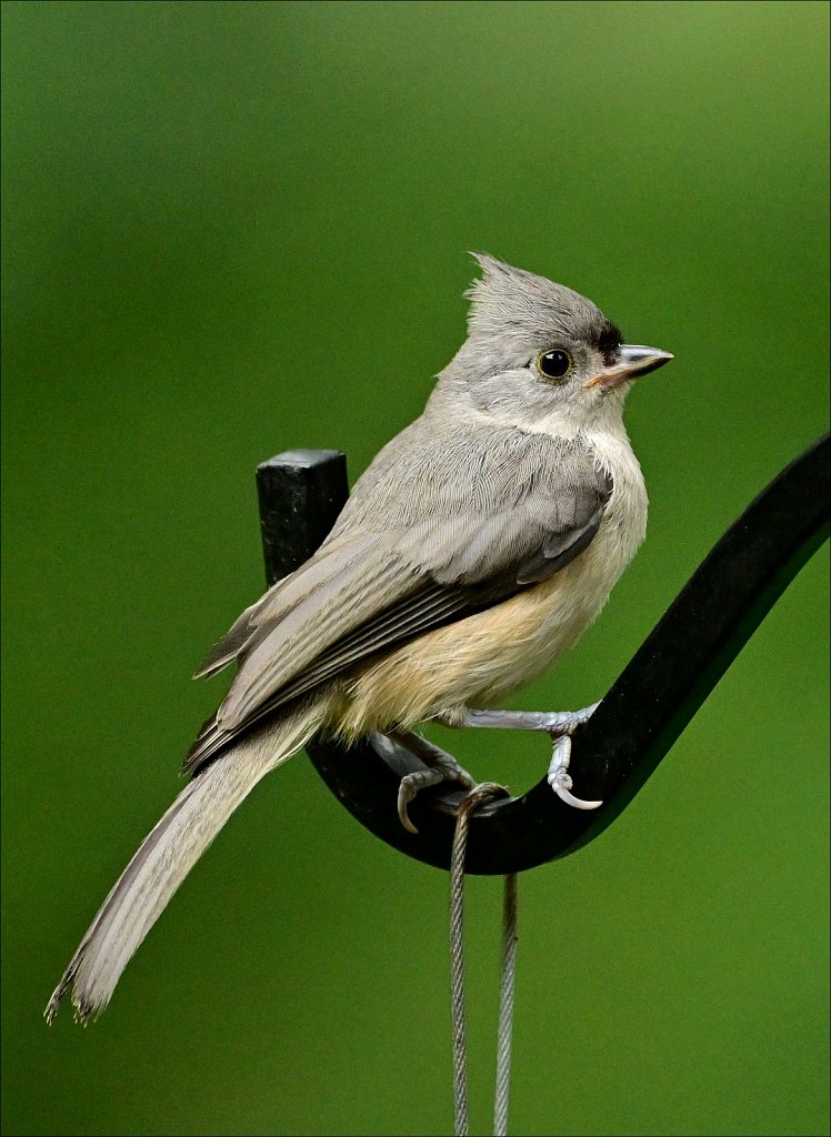 Tufted Titmouse 