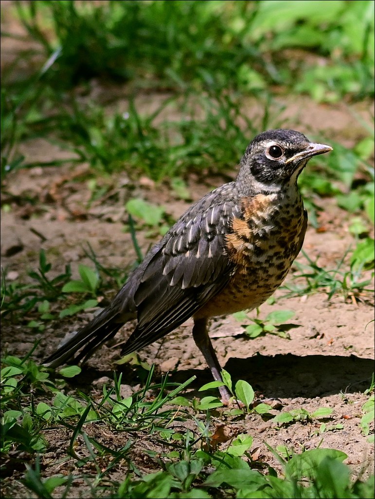 Robin with Genetic variation 